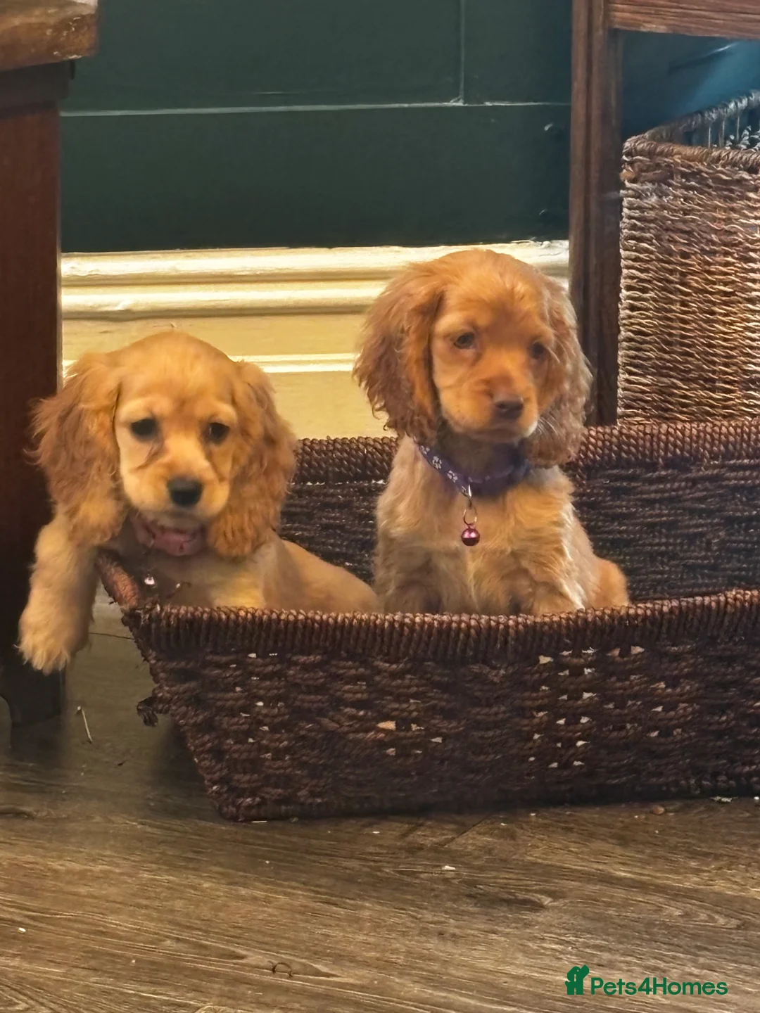 Mixed Breed dogs for sale: America x English Cocker Spaniel Puppies for sale  in Ammanford - Advert 1
