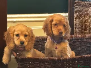 Mixed Breed dogs America x English Cocker Spaniel Puppies for sale in Ammanford - Advert 11