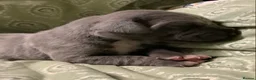 Great Dane dogs for sale: Great Dane puppies for sale - Advert 19