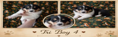Rough Collie 6