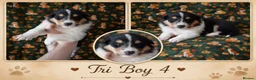 Rough Collie dogs for sale: KC Rough Collies - Advert 6