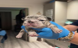 French Bulldog dogs for sale: Merle and lilac and tan French bulldog puppies - Image 1