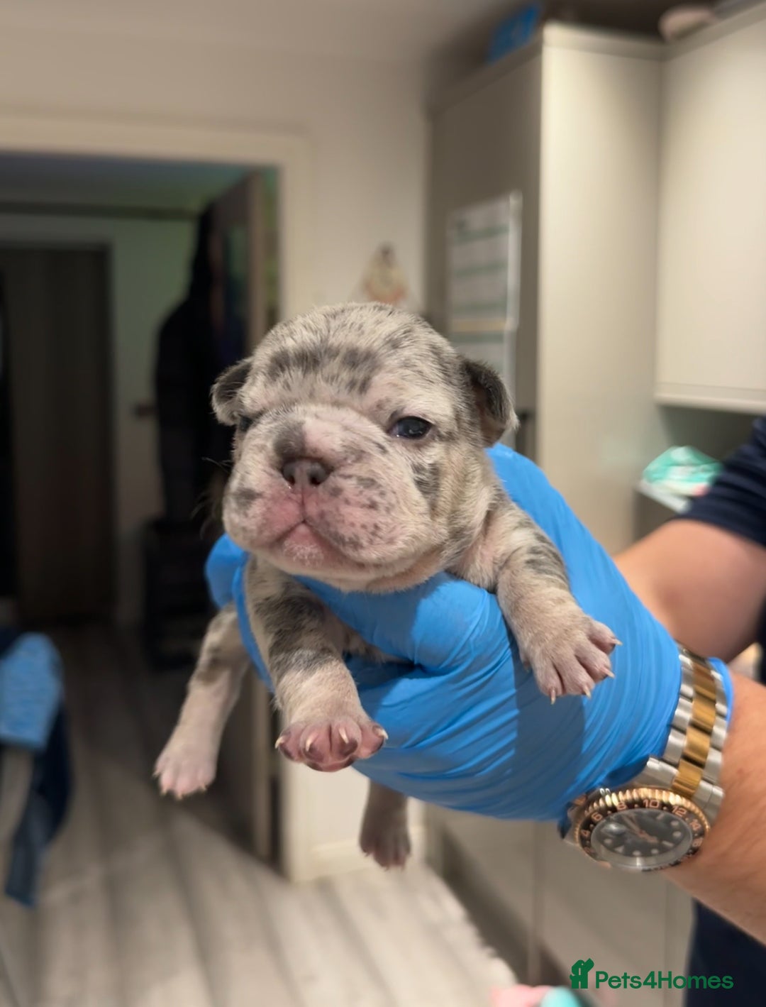 French Bulldog dogs for sale: Merle and lilac and tan French bulldog puppies - Image 1