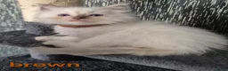 Ragdoll cats for sale: DNA tested Ragdoll kittens  - Advert 17