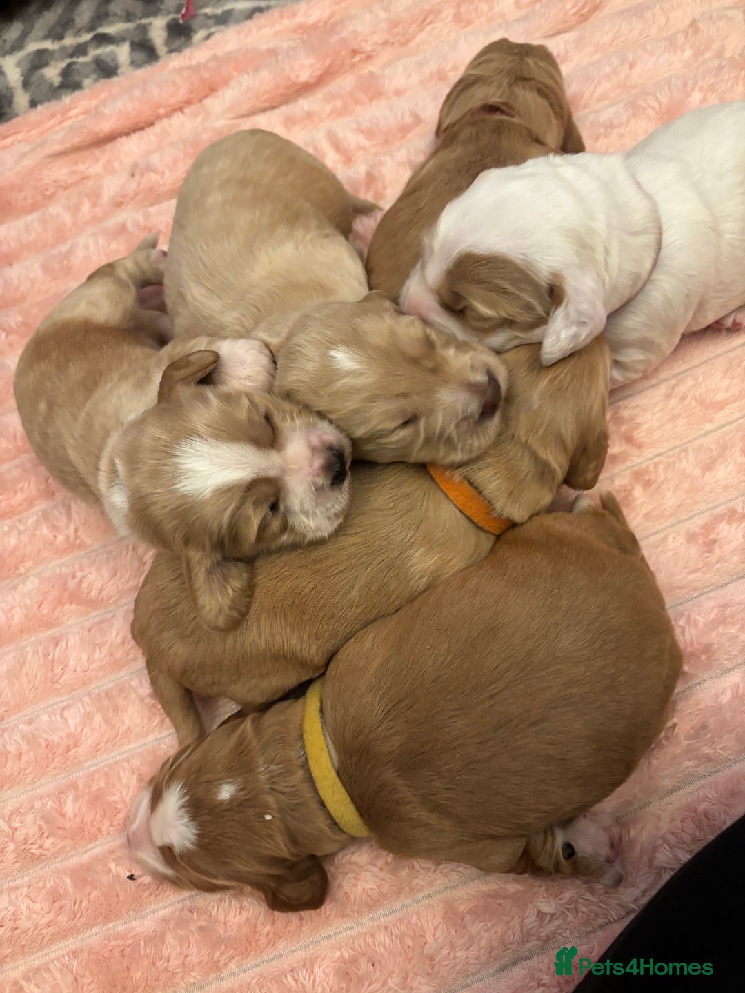 Cocker Spaniel dogs for sale: 6 beautiful cocker spaniels ALL DEPOSIT PAiD - Advert 11