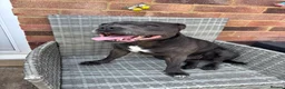 Staffordshire Bull Terrier dogs for sale: 🔥 LAST GIRL KC STAFFY PUPPY READY FOR HER HOME 🐾 - Advert 1
