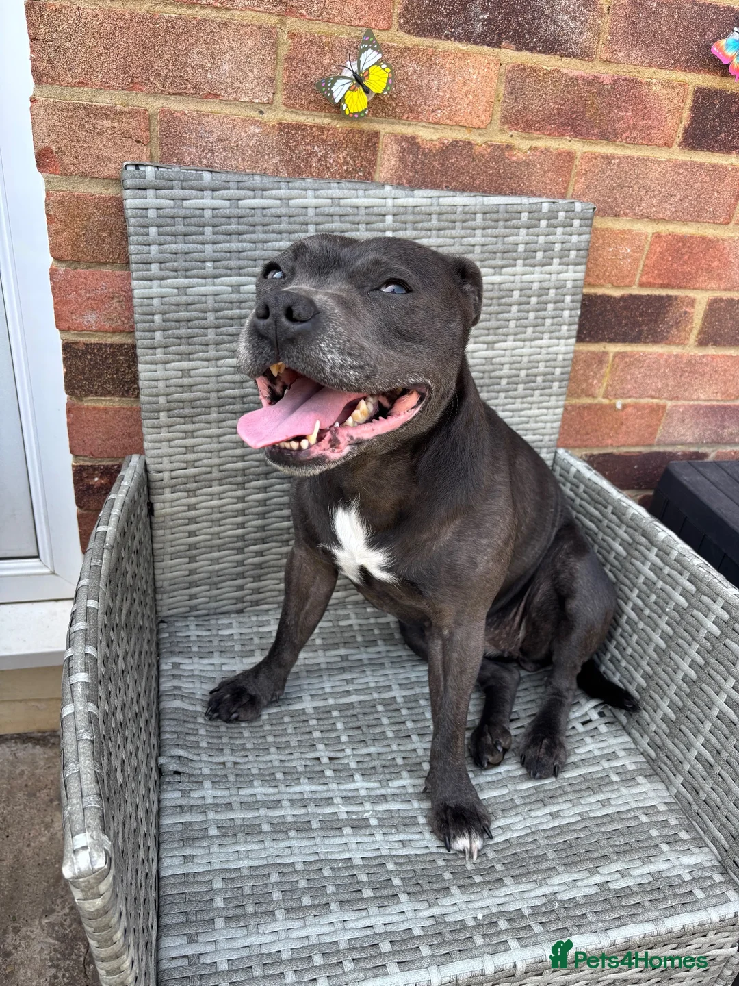 Staffordshire Bull Terrier dogs for sale: 🔥 LAST GIRL KC STAFFY PUPPY READY FOR HER HOME 🐾 - Advert 1