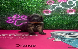 Saint Bernard dogs for sale: F1 St Berdoodle  - Image 15