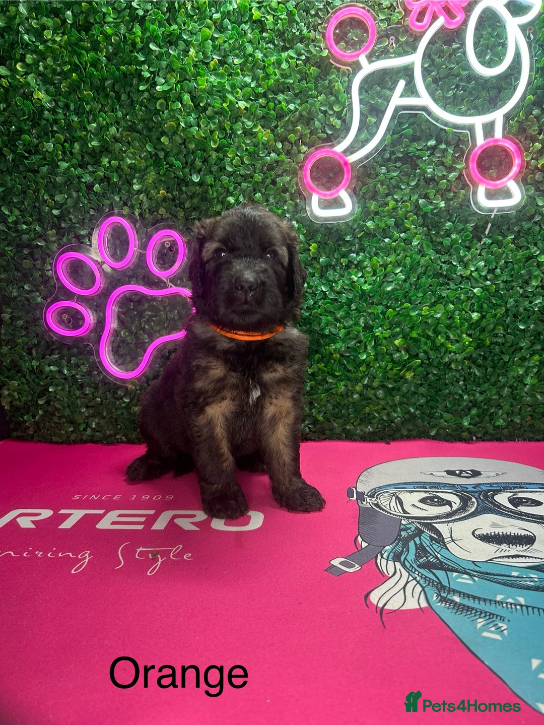 Saint Bernard dogs for sale: F1 St Berdoodle  - Image 15