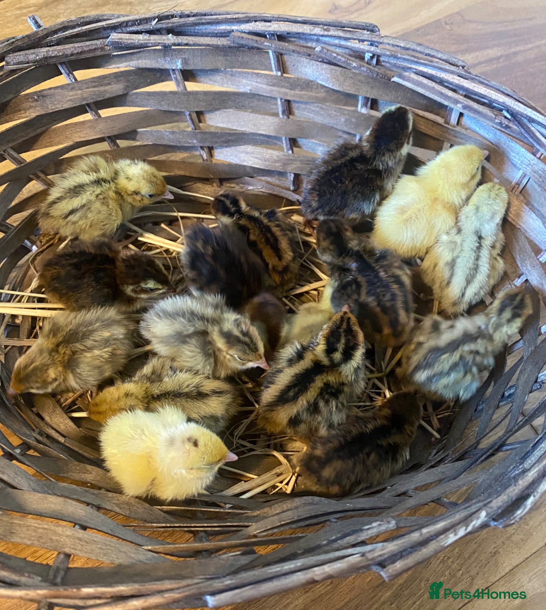 Quail poultry Day old Coturnix quails - Advert 3