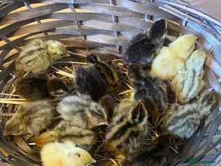 Quail poultry Day old Coturnix quails - Advert 10