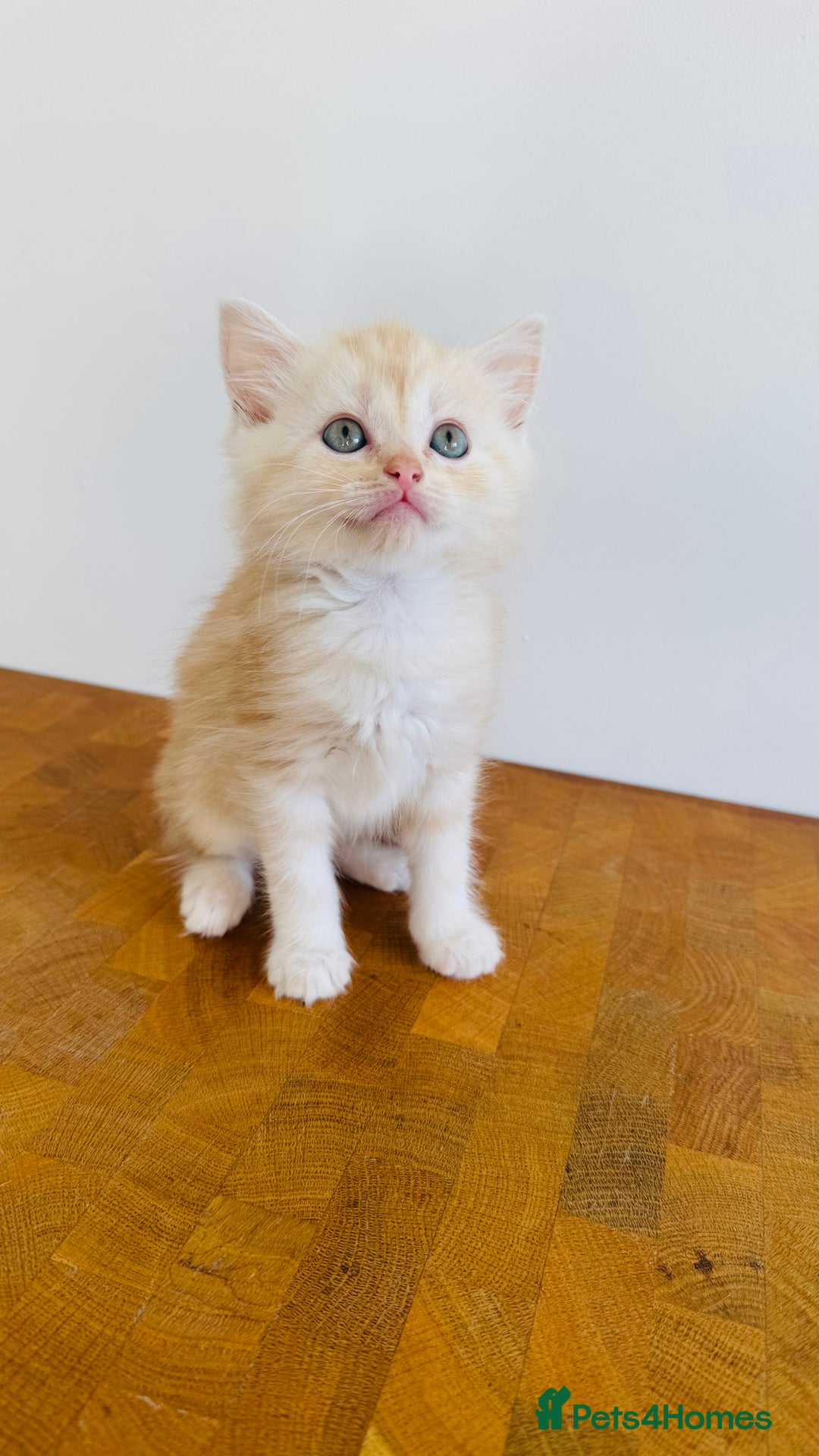 Ragdoll cats for sale: LAST ONE! Pedigree Ragdoll Kittens - REDUCED  - Image 21