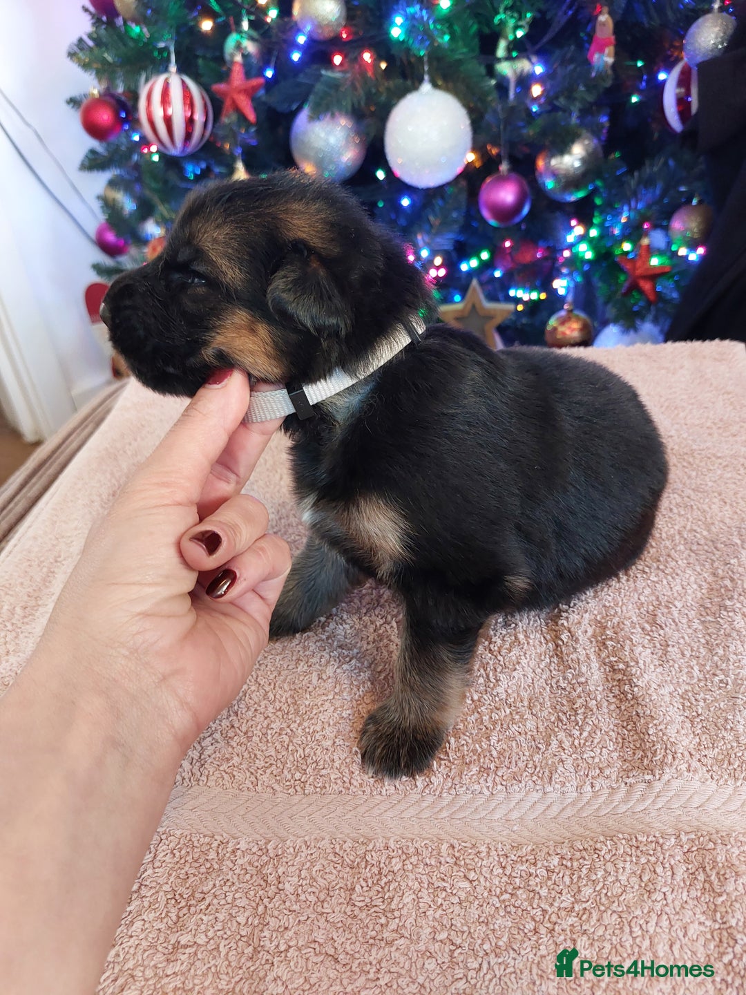 German Shepherd dogs for sale: Puppies  - Advert 4