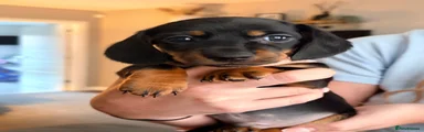 Black and Tan BOY 