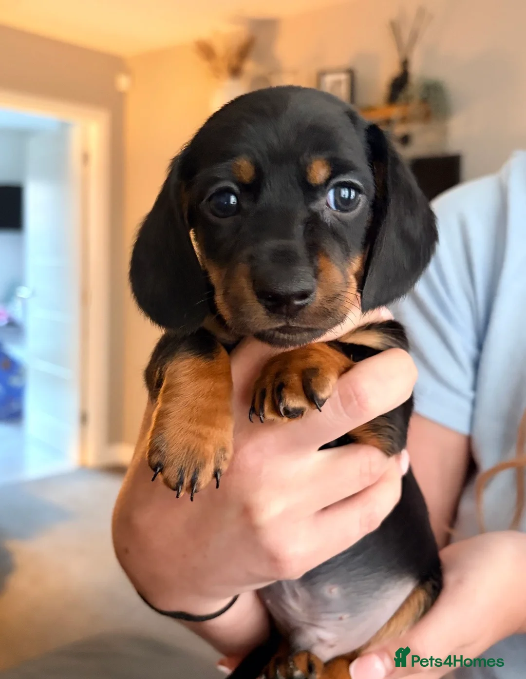 Miniature Dachshund dogs for sale: 2 beautiful miniature dachshunds  - Advert 1