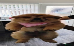 Chow Chow dogs for sale: Chow chow puppies  - Image 7