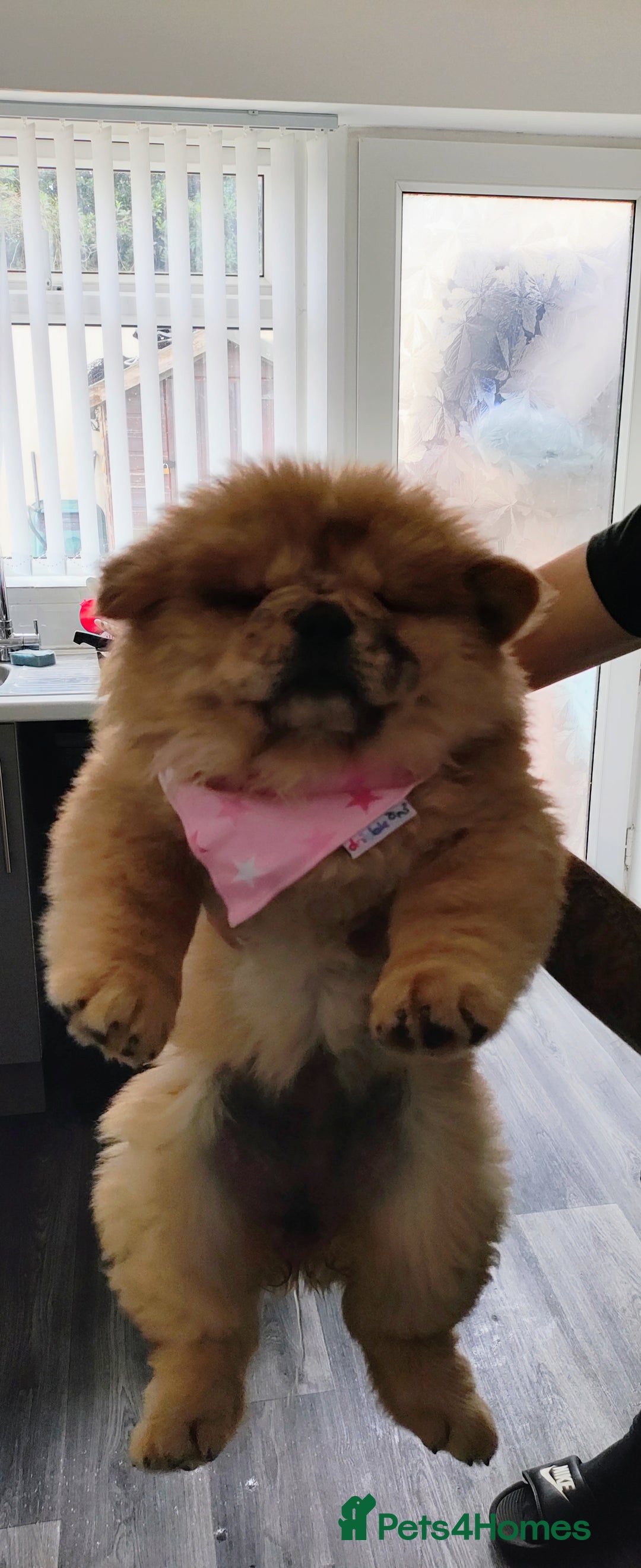 Chow Chow dogs for sale: Chow chow puppies  - Image 7