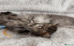 Persian cats for stud: Proven Persian Stud Shelby 💙 - Image 12