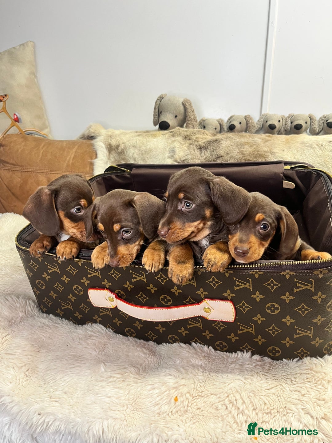 Dachshund dogs for sale: stunning gorgeous litter  - Advert 3