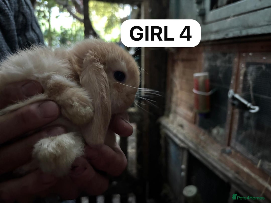 Mini Lop rabbits for sale: Friendly, Handled, Beautiful Baby Bunnies for Sale - Image 17