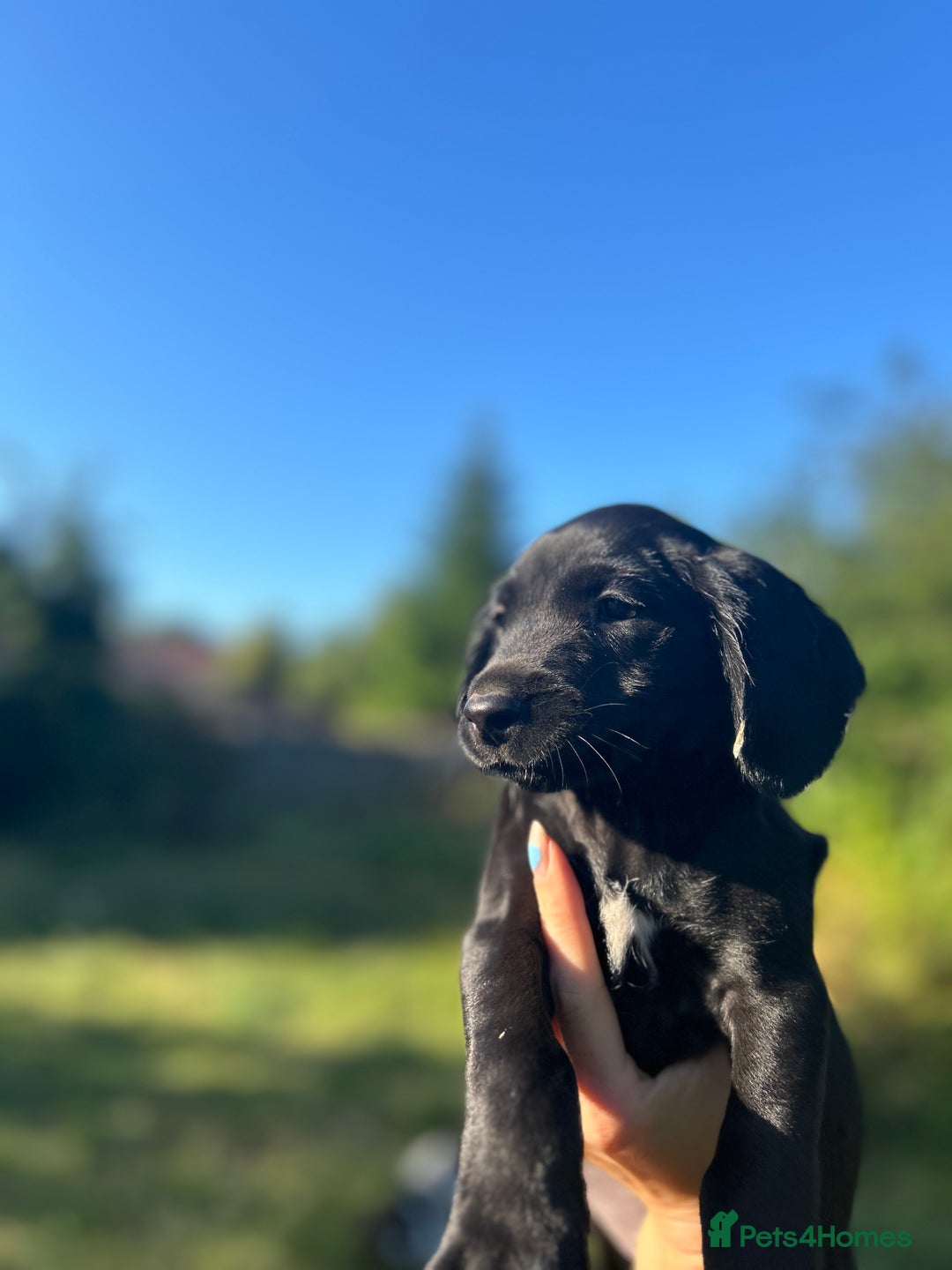 Springador dogs for sale: Springador puppies for sale  - Image 5