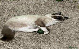 Ragdoll cats for sale: Gccf registered female ragdoll - Image 3
