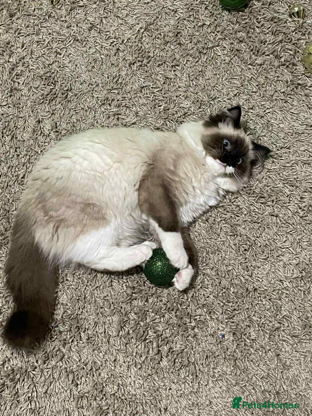Ragdoll cats for sale: Gccf registered female ragdoll - Image 3