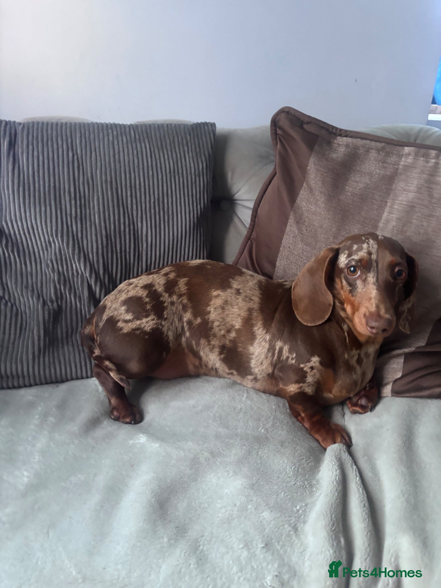 Dachshund dogs for sale: KC reg Male dachund - Advert 6