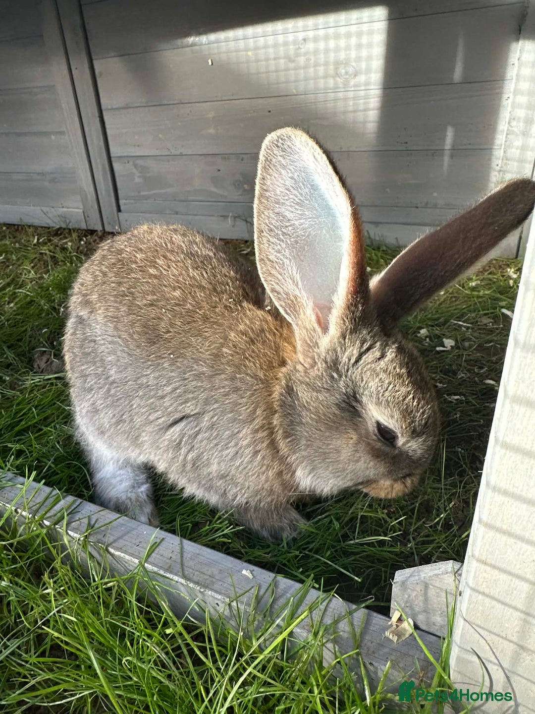 Continental Giant rabbits for sale: 3 Continental giant rabbit babies - Advert 5