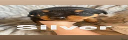 Rottweiler dogs for sale: Big chunky litter of 9 puppies - Advert 10