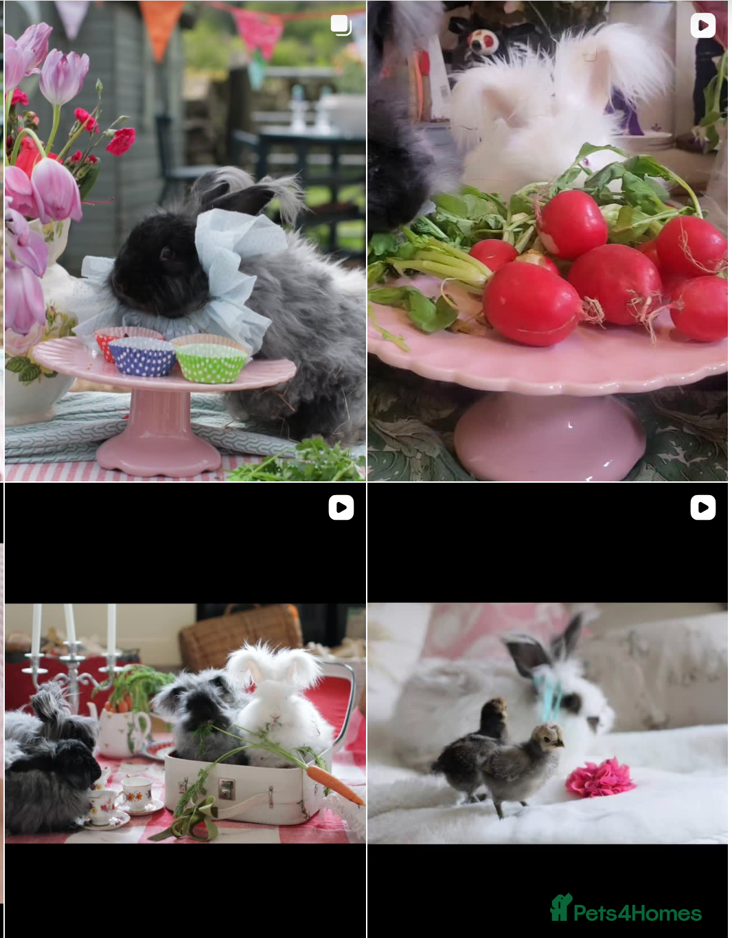 Angora rabbits ✻ Stunning Pure Bred Angora Rabbits ✻ - Advert 2