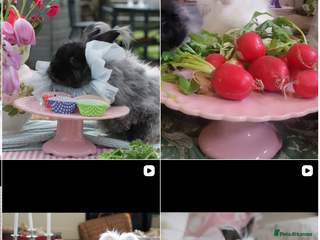 Angora rabbits ✻ Stunning Pure Bred Angora Rabbits ✻ - Advert 10