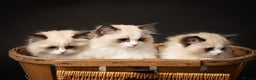 Ragdoll cats for sale: Champion Lines - Ragdoll Kittens - Advert 22