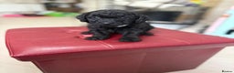 Toy Poodle dogs for sale: Rare silver and black male toy poodle puppies - Advert 7