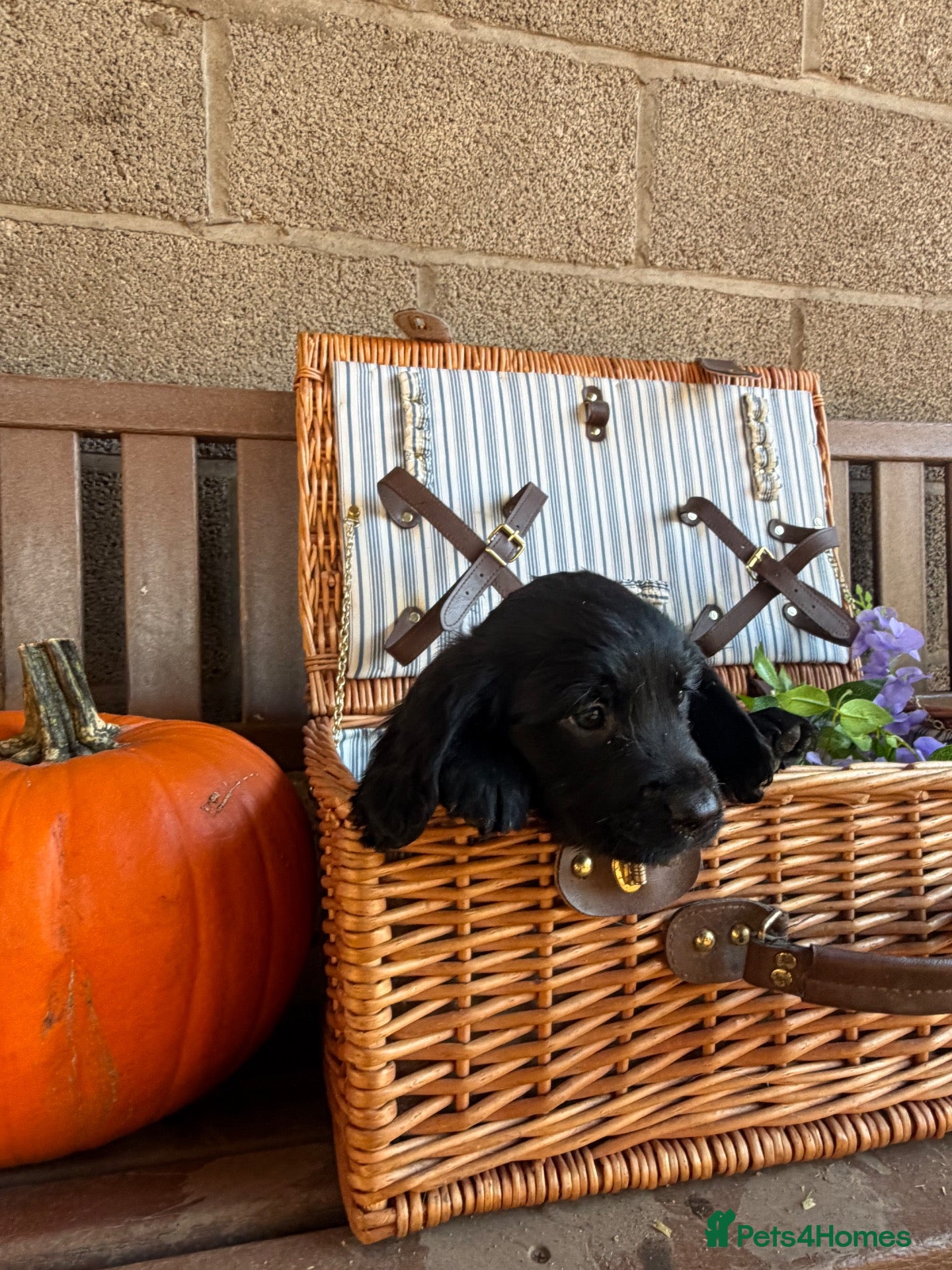 Mixed Breed dogs for sale: Golden Retriever x Springer Spaniel - Advert 2