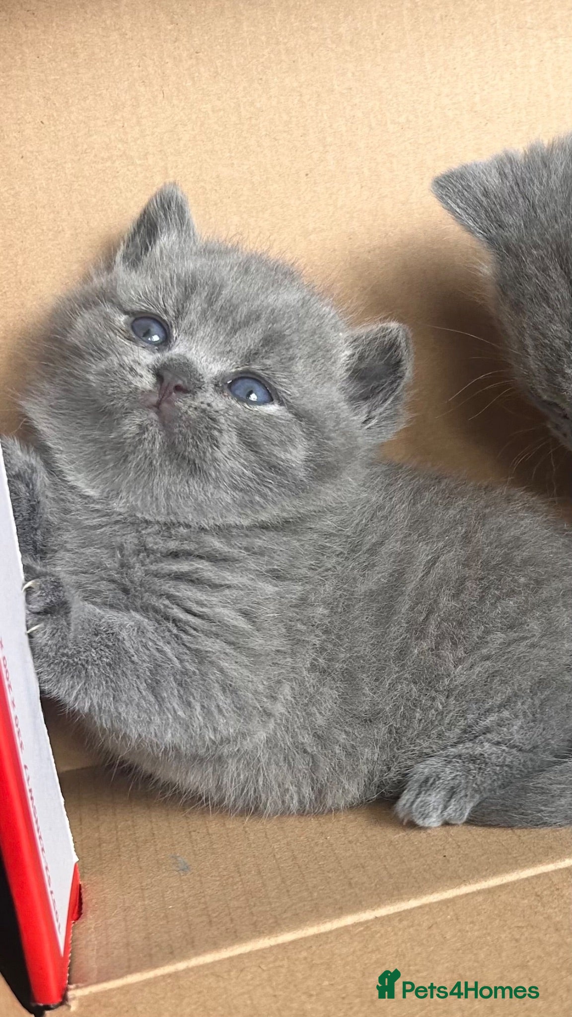 British Shorthair cats Beautiful bsh kittens  - Advert 3