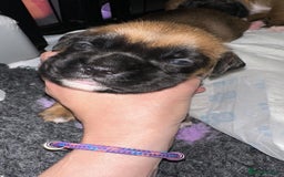 Boxer dogs for sale: Boxer Puppies KC registered  - Image 24