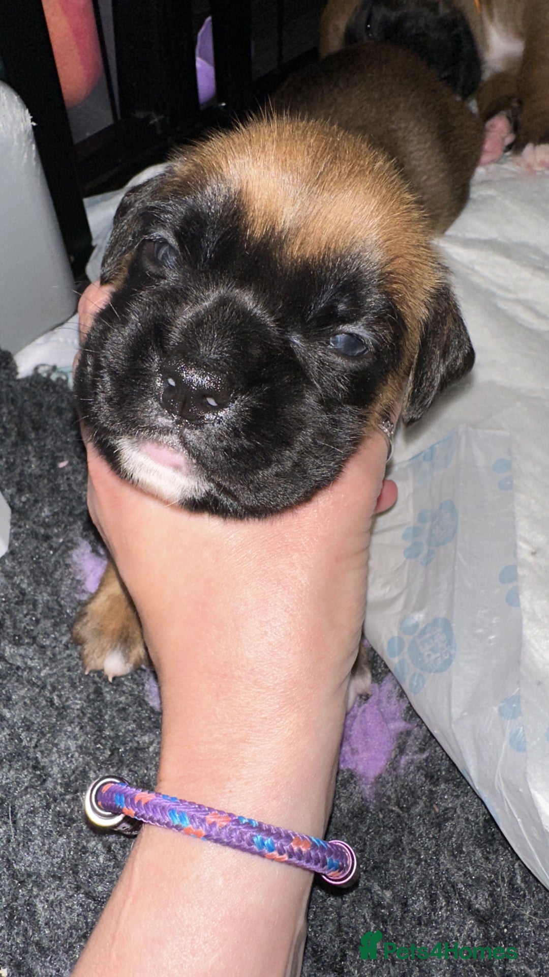 Boxer dogs for sale: Boxer Puppies KC registered  - Image 24