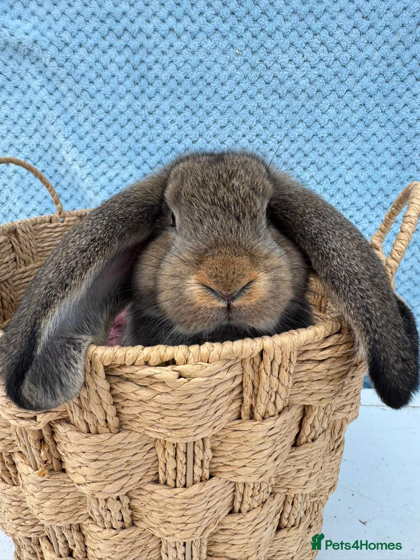 French Lop rabbits Pure breed Baby Giant French Lops Rabbits - Advert 2