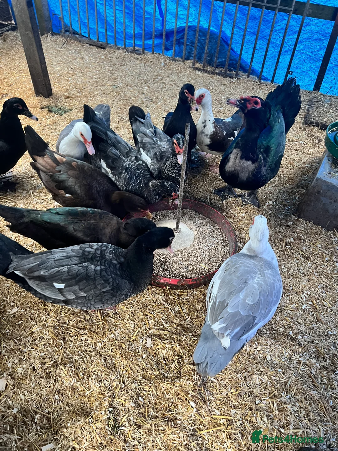 Waterfowl poultry for sale: Muscovy Duck Hatching eggs - Available to reserve - Advert 2