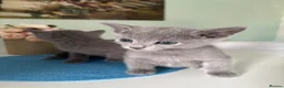 Russian Blue cats for sale: TICA PEDIGREE RUSSIAN BLUE KITTENS  - Advert 26