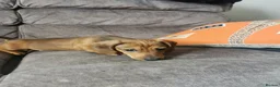 Dachshund dogs for sale: Beautiful Unusual Playful Dachshound pups  - Advert 12