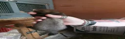 Ferret rodents for sale: Ferret Kits for sale - Advert 11