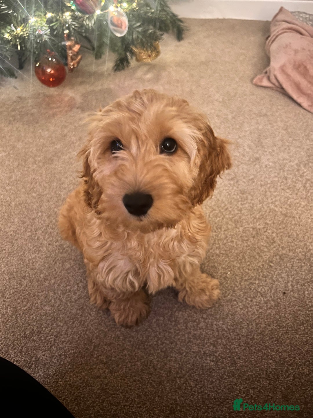 Cavapoo dogs for sale: Female Cavapoo - Advert 4