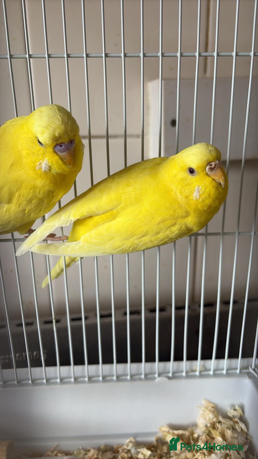 Budgerigars birds Male and female budgies - Advert 5