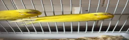 Budgerigars birds for sale: Male and female budgies - Advert 1