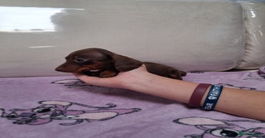 Dachshund dogs - Advert 12