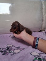 Dachshund dogs - Advert 4