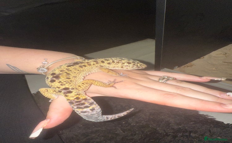 Leopard Gecko reptiles - Advert 1
