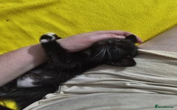 Mixed Breed cats for sale: Mixed 1/4 maine coon kittens  - Image 5